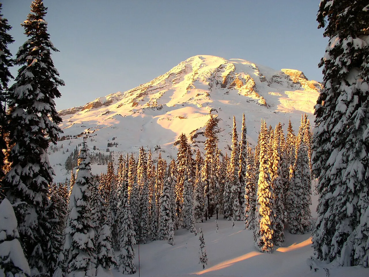 Mount Rainier above snowy forest at sunset