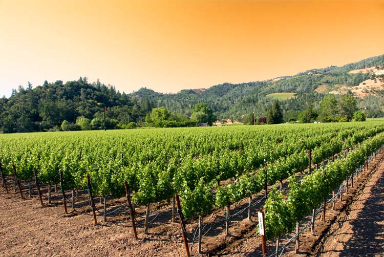 Weekend Getaway to a California Winery and Luxury Hotel