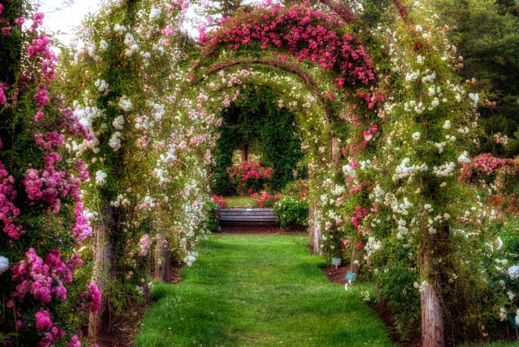 Stop And Smell The Roses The Best Rose Gardens In The U S