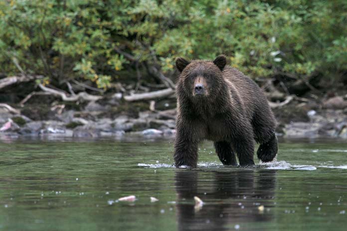 Alaskan black bear