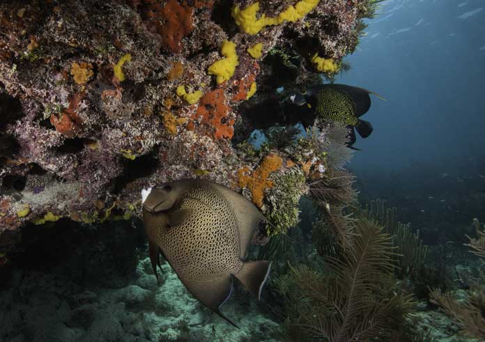 John Pennekamp Coral Reef