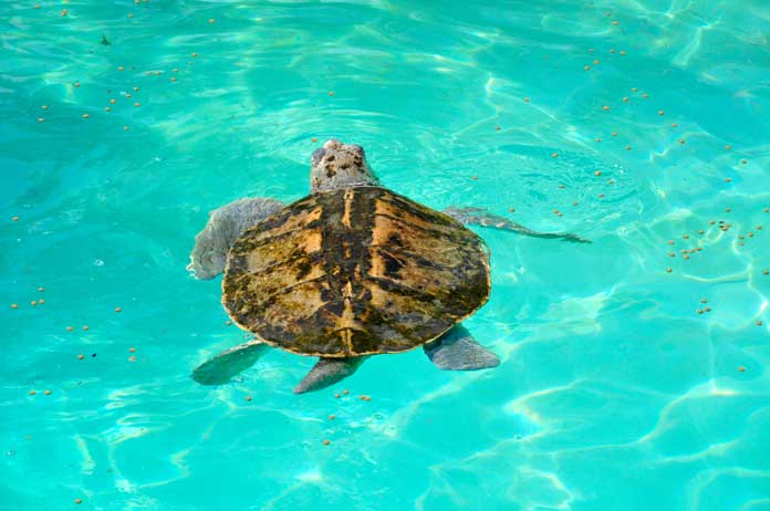 Kemp’s Ridley sea turtles