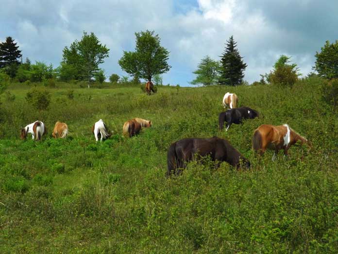 Virginia Range Wild Horses