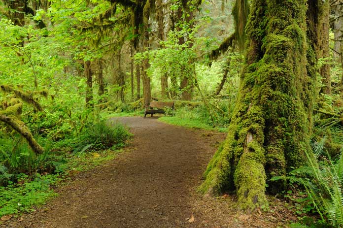 Things to Do in Olympic National Park