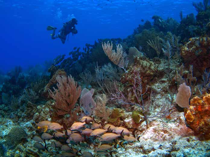 scuba diving cayman islands