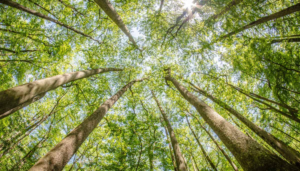 Congaree National Park has ancient woodlands you need to 