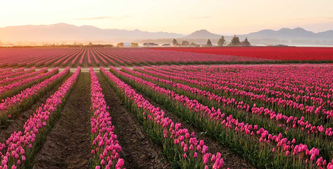 Skagit Valley Offers Fields of Lovely Flowers in Spring 